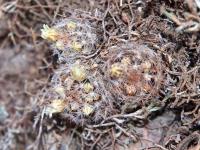 Mammillaria_aff._mercadensis_GM_1486.jpg