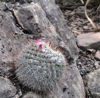 Mammillaria_albata_GM_1257.3.jpg