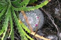 Mammillaria_albata_GM_782.2.jpg