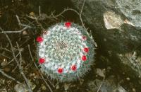 Mammillaria_albata_v._sancirensis_geminispina_ssp._leucocentra_GM_574.1.jpg