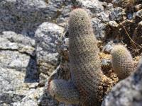 Mammillaria_albicans_GM_1266.4.jpg