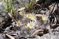 Mammillaria_albicoma_GM_1109.jpg
