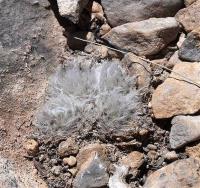 Mammillaria_albicoma_GM_1248.8.jpg