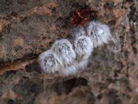 Mammillaria_albicoma_GM_1517.6.jpg