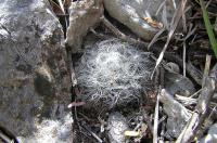 Mammillaria_albicoma_GM_263.1.jpg