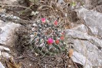 Mammillaria_amajacensis_GM_1035.4.jpg