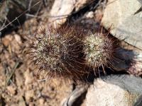 Mammillaria_armillata_GM_1271.jpg