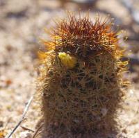 Mammillaria_armillata_GM_1274.jpg