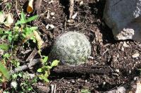 Mammillaria_baumii_GM_807.2.jpg