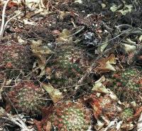 Mammillaria_beneckei_v._multiceps_GM_540.jpg