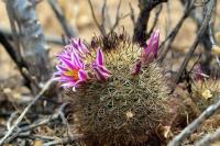 Mammillaria_blossfeldiana_GM_1297.jpg