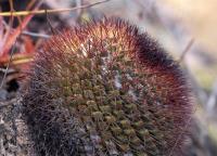 Mammillaria_bocensis_GM_1264.jpg