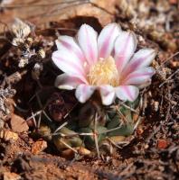 Mammillaria_boelderliana_GM_1611.jpg