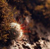 Mammillaria_bombycina_GM_1212.1.jpg