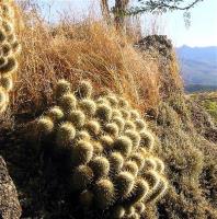 Mammillaria_bombycina_GM_939.1.jpg
