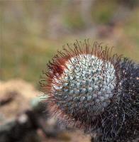 Mammillaria_bombyrosa_n.n._GM_1214.jpg