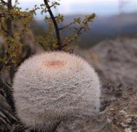 Mammillaria_candida_GM_1251.2.jpg