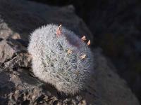 Mammillaria_candida_GM_1514.6.jpg