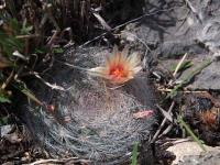 Mammillaria_candida_GM_1517.9.jpg