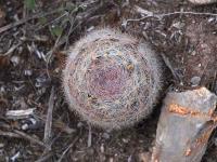 Mammillaria_candida_GM_1521.2.jpg