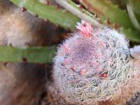 Mammillaria_candida_GM_1628.5.jpg