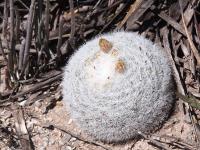 Mammillaria_candida_GM_1663.7.jpg