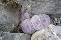 Mammillaria_candida_GM_910.jpg