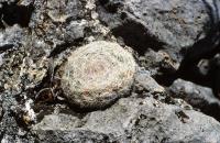 Mammillaria_candida_v._caespitosa_GM_731.jpg