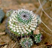 Mammillaria_carnea_GM_522.jpg