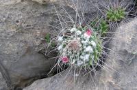 Mammillaria_centralifera,_GM_789.1.jpg