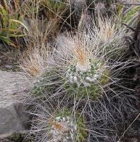 Mammillaria_centralifera_GM_1037.1.jpg