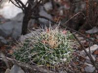 Mammillaria_centralifera_GM_1527.5.jpg