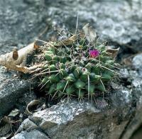 Mammillaria_centralifera_GM_548.1.jpg