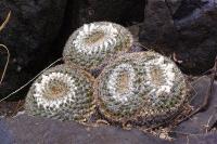 Mammillaria_chionocephala_GM_1037.7.jpg