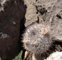 Mammillaria_chionocephala_GM_1056.5.jpg