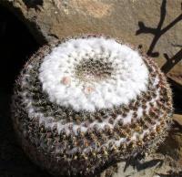 Mammillaria_chionocephala_GM_1085.3.jpg