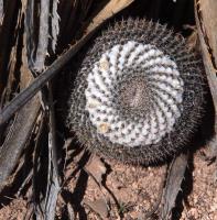 Mammillaria_chionocephala_GM_1622.1.jpg