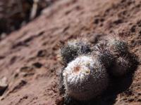 Mammillaria_chionocephala_GM_1623.2.jpg