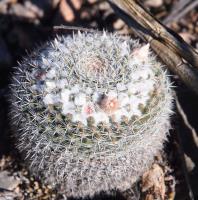 Mammillaria_chionocephala_GM_1624.9.jpg