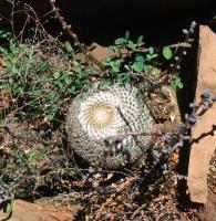 Mammillaria_chionocephala_GM_637.2.jpg