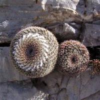 Mammillaria_chionocephala_GM_871.1.jpg