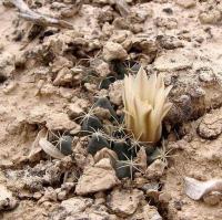 Mammillaria_coahuilensis_GM_1039.jpg