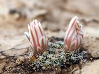 Mammillaria_coahuilensis_GM_1616.jpg