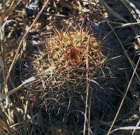 Mammillaria_collinsii_v._quetzalcoatl_GM_537.jpg