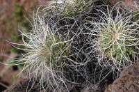 Mammillaria_compressa_GM_1368.jpg