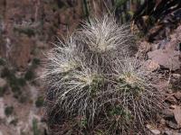 Mammillaria_compressa_syn._angularis_GM_1544.jpg