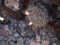 Mammillaria_crinita_GM_1542.jpg