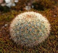 Mammillaria_densispina_GM_1212.jpg