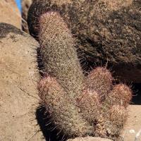 Mammillaria_dioica_GM_1280.11_Santa_Maria.jpg