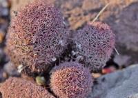 Mammillaria_dioica_GM_1281.jpg